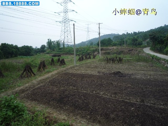 芝麻地.JPG