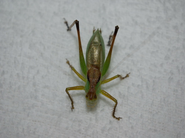 IMGP0385_缩小大小_缩小大小.JPG