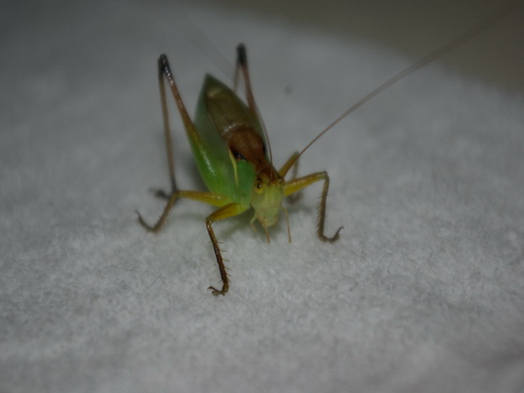 IMGP0382_缩小大小_缩小大小.JPG