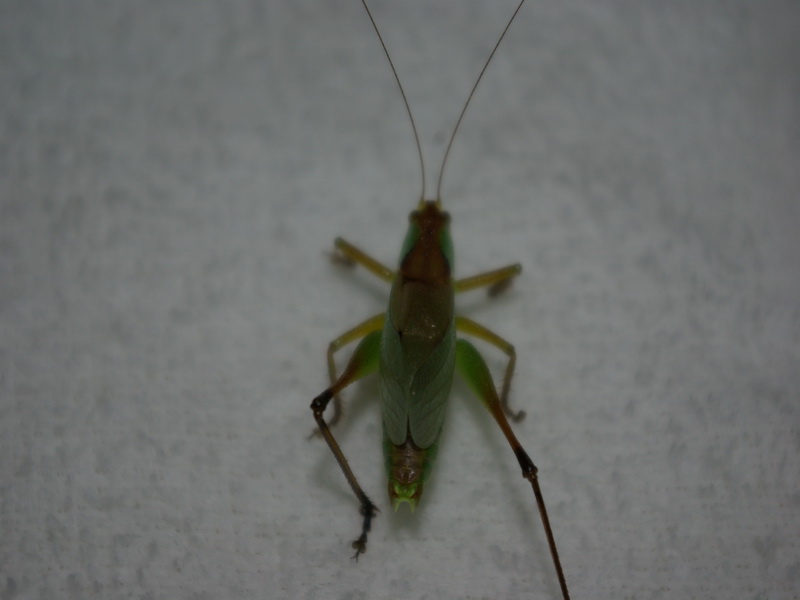 IMGP0387_缩小大小.JPG