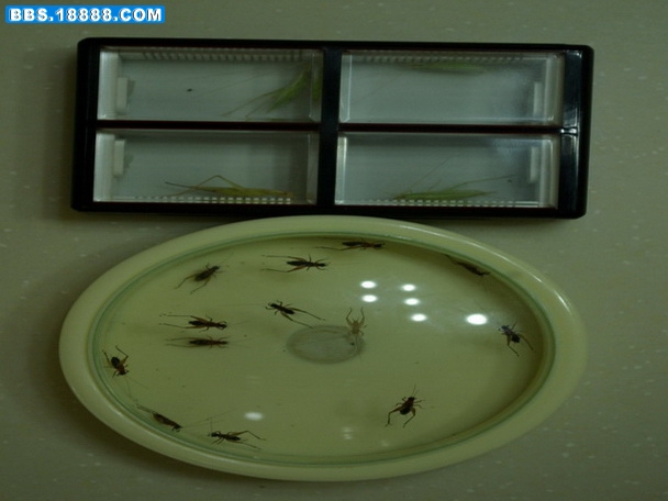 IMGP0369_缩小大小_缩小大小_缩小大小.JPG