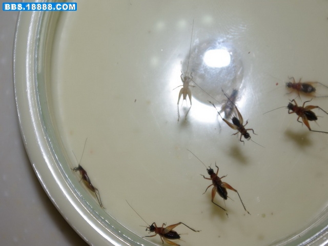 IMGP0358_缩小大小_缩小大小.JPG