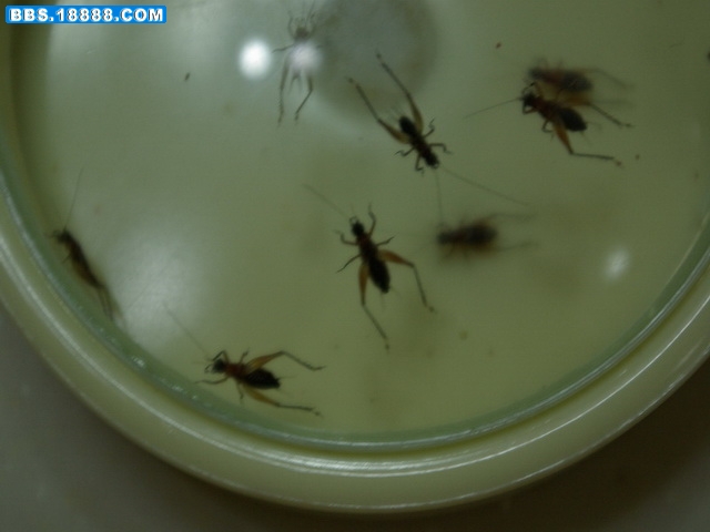 IMGP0357_缩小大小_缩小大小.JPG