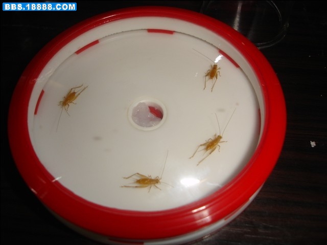 呀4235.jpg