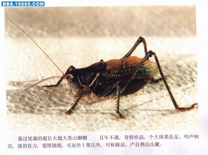 蝈蝈谱-055.jpg