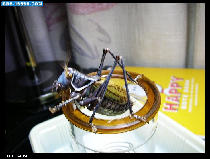 DSCN2906.jpg