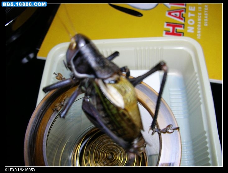DSCN2909.jpg