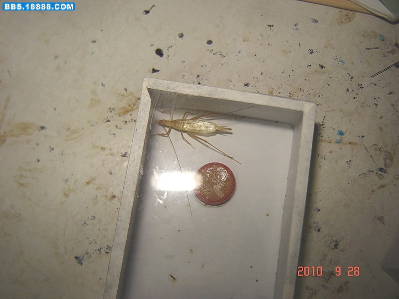 紫竹1.jpg