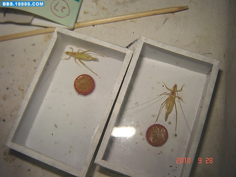 紫竹2.jpg
