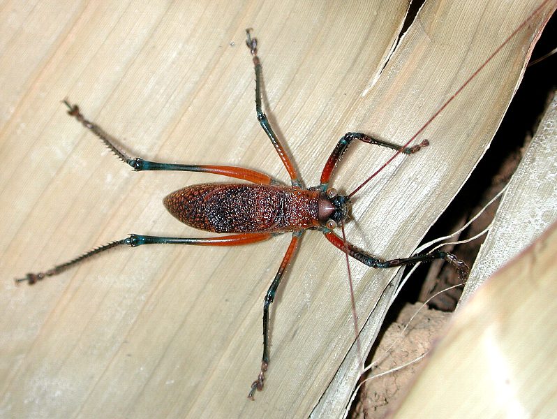 New_Guinea_katydid1b.jpg