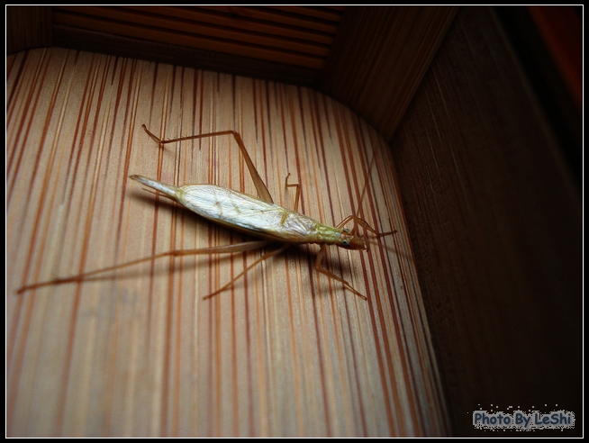 DSC01094.JPG