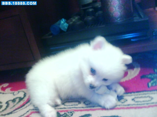 IMG0211A.jpg