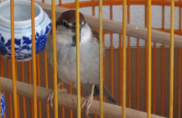 山麻雀，.jpg