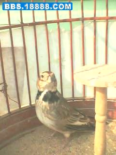 IMG1386A.jpg