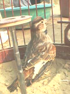 IMG1615A.jpg