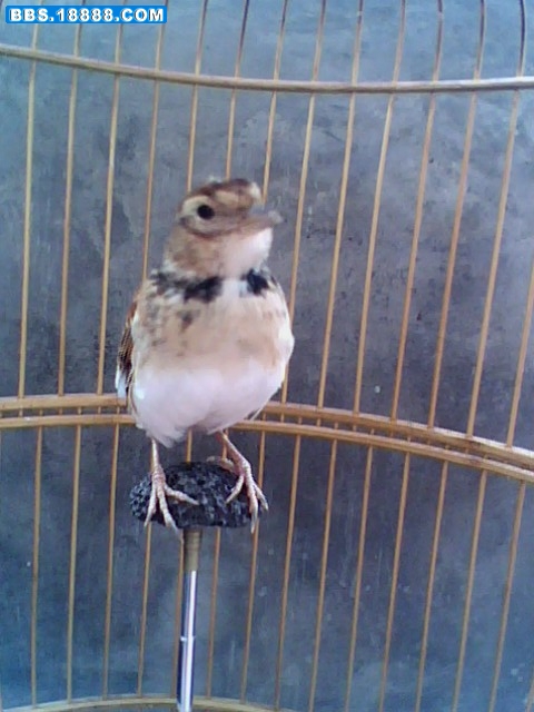 IMG0324A.jpg