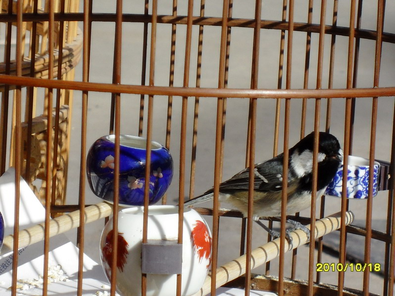 SDC12177_缩小大小.JPG