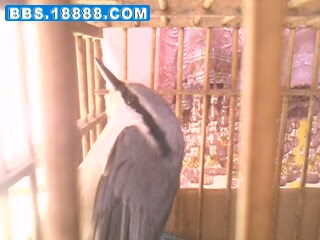 IMG0184A.jpg