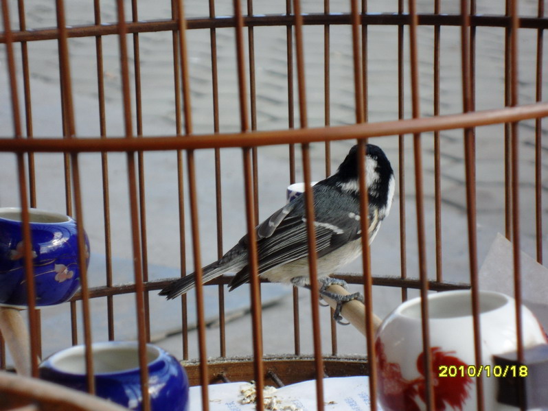 SDC12203_缩小大小.JPG