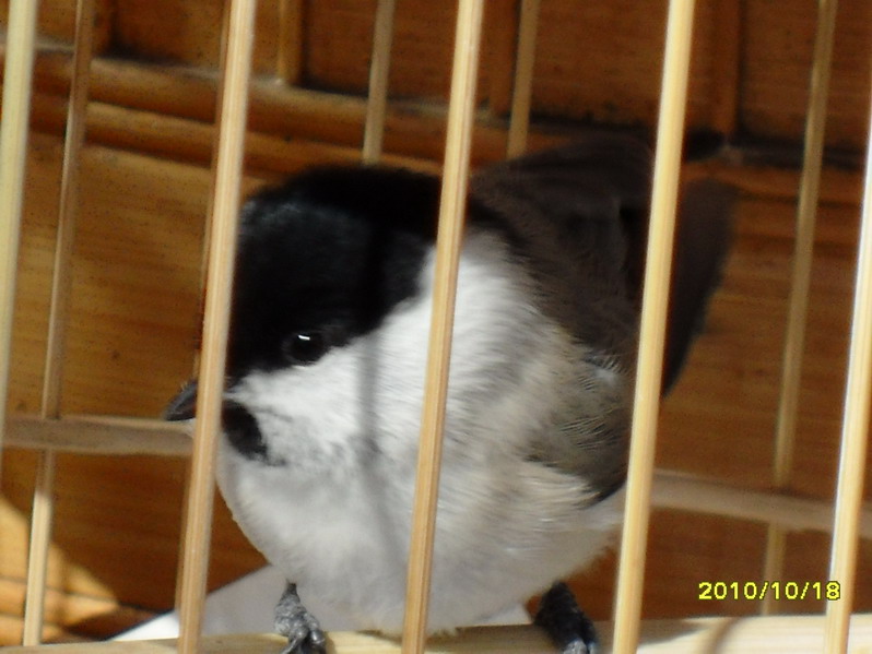 SDC12242_缩小大小.JPG