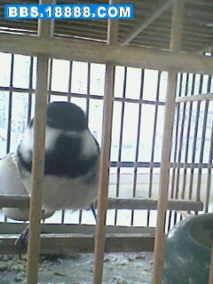 IMG0516A.jpg