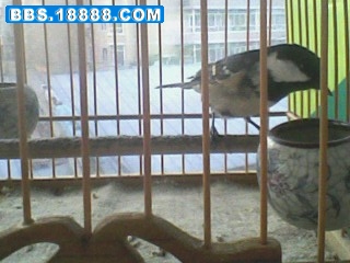 IMG0526A.jpg