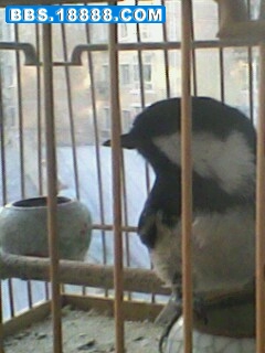 IMG0477A.jpg