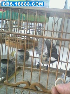 IMG0423A.jpg