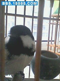 IMG0518A.jpg