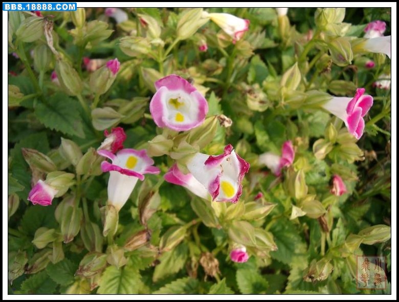 DSCF4937.jpg
