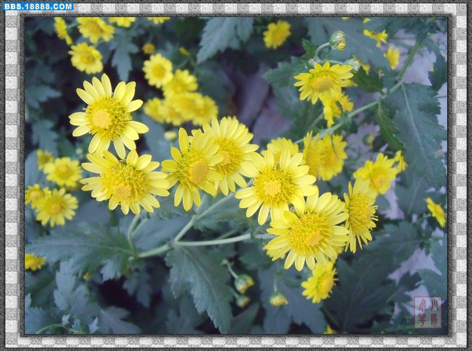 DSCF5096.jpg