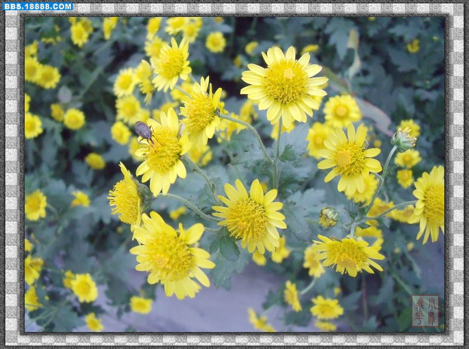DSCF5092.jpg
