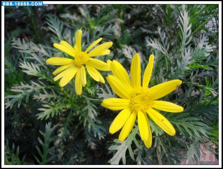 DSCF4960.jpg