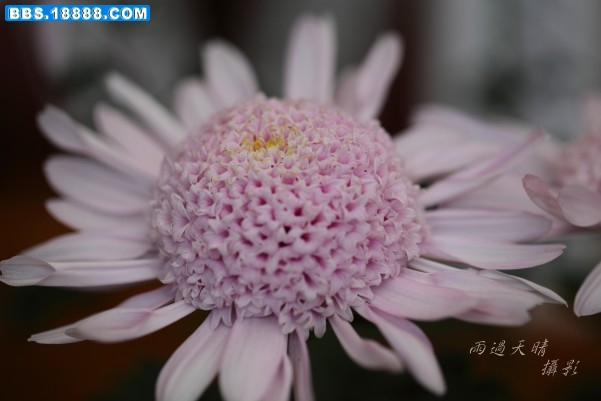 conew_dpp_0068.jpg
