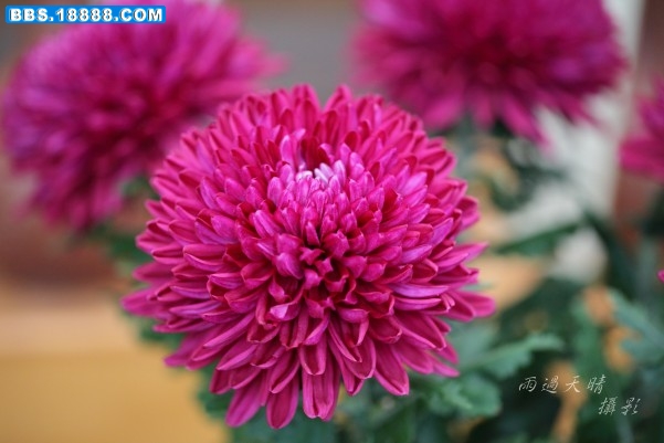 conew_dpp_0071.jpg