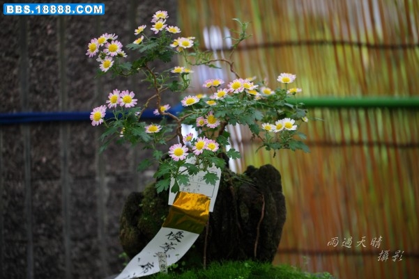 conew_dpp_0044.jpg