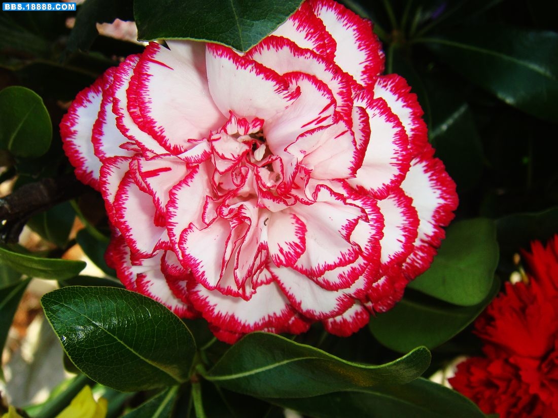 0鲜花美.jpg