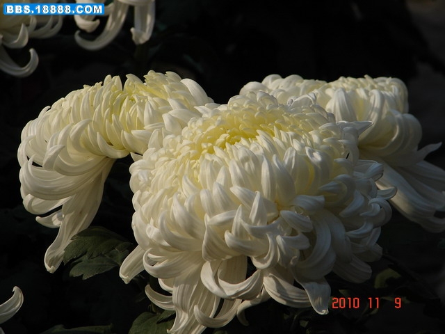 DSC06621_缩小大小.JPG