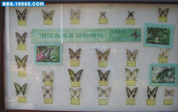 凤蝶科.jpg