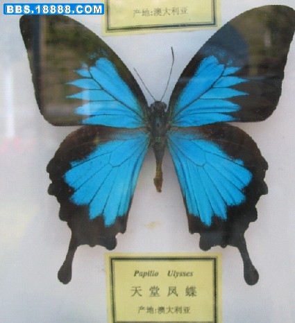 天堂凤蝶.jpg