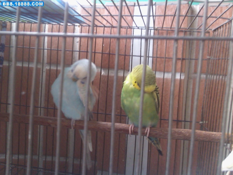 IMG0490A.jpg