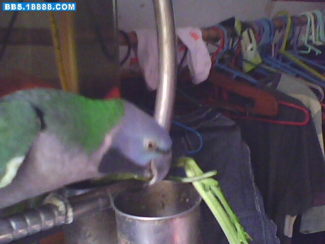 IMG0146A.jpg
