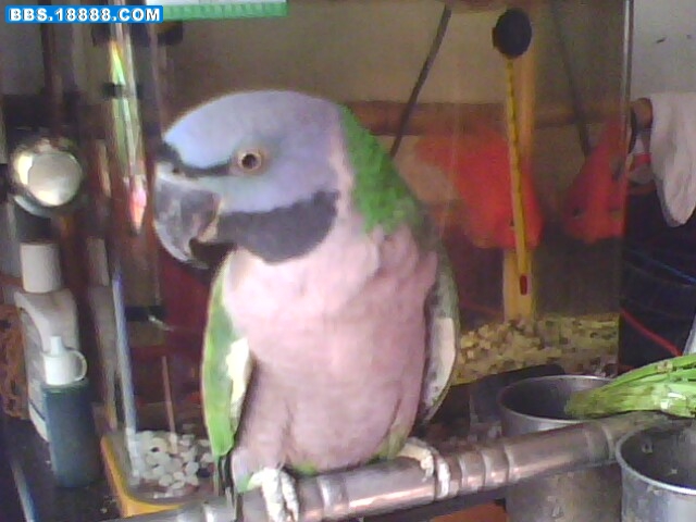 IMG0144A.jpg