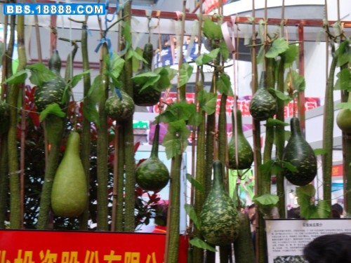 DSC03249_conew1.JPG