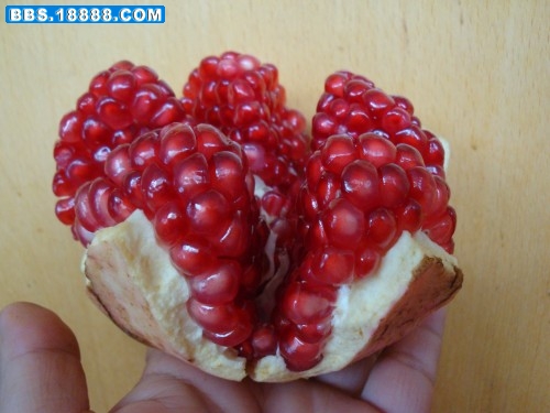 DSC03191_conew1.jpg