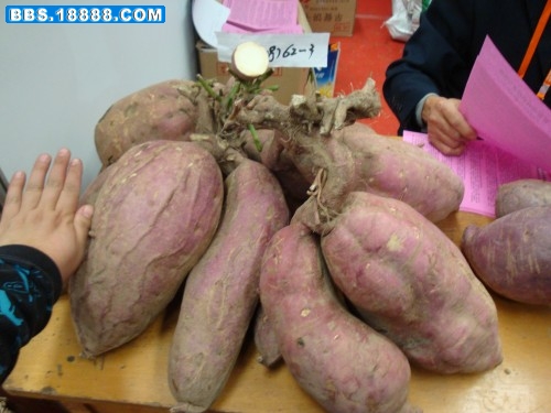 DSC03245_conew1.jpg