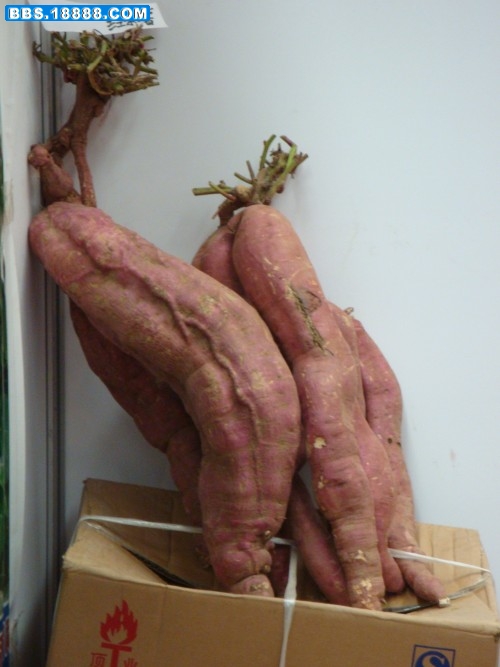 DSC03246_conew1.jpg
