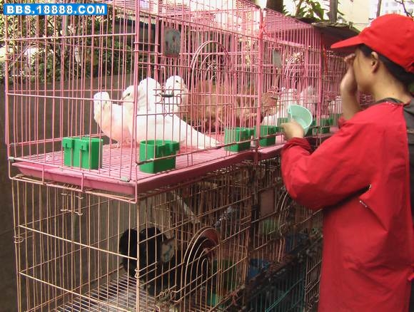 幼灰鹦鹉 021.jpg
