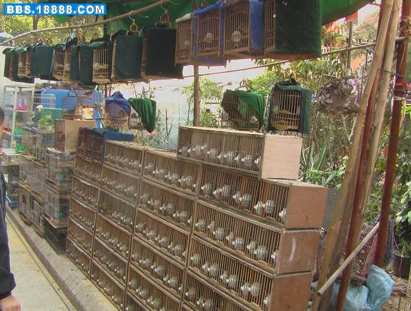 幼灰鹦鹉 024.jpg