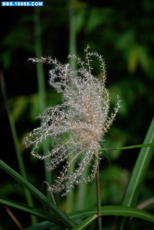 DSC_0657.JPG